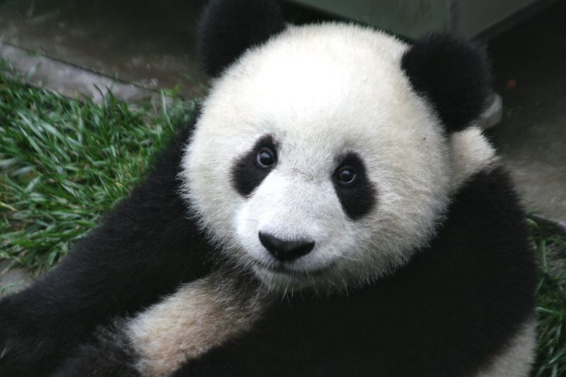 Medvídek panda – diplomat v čínských službách